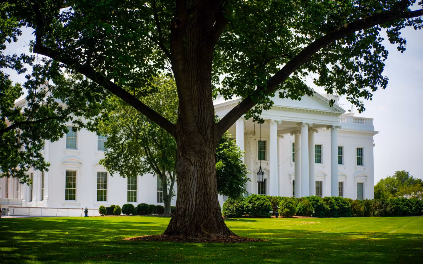 White House with a large tree and green lawn
