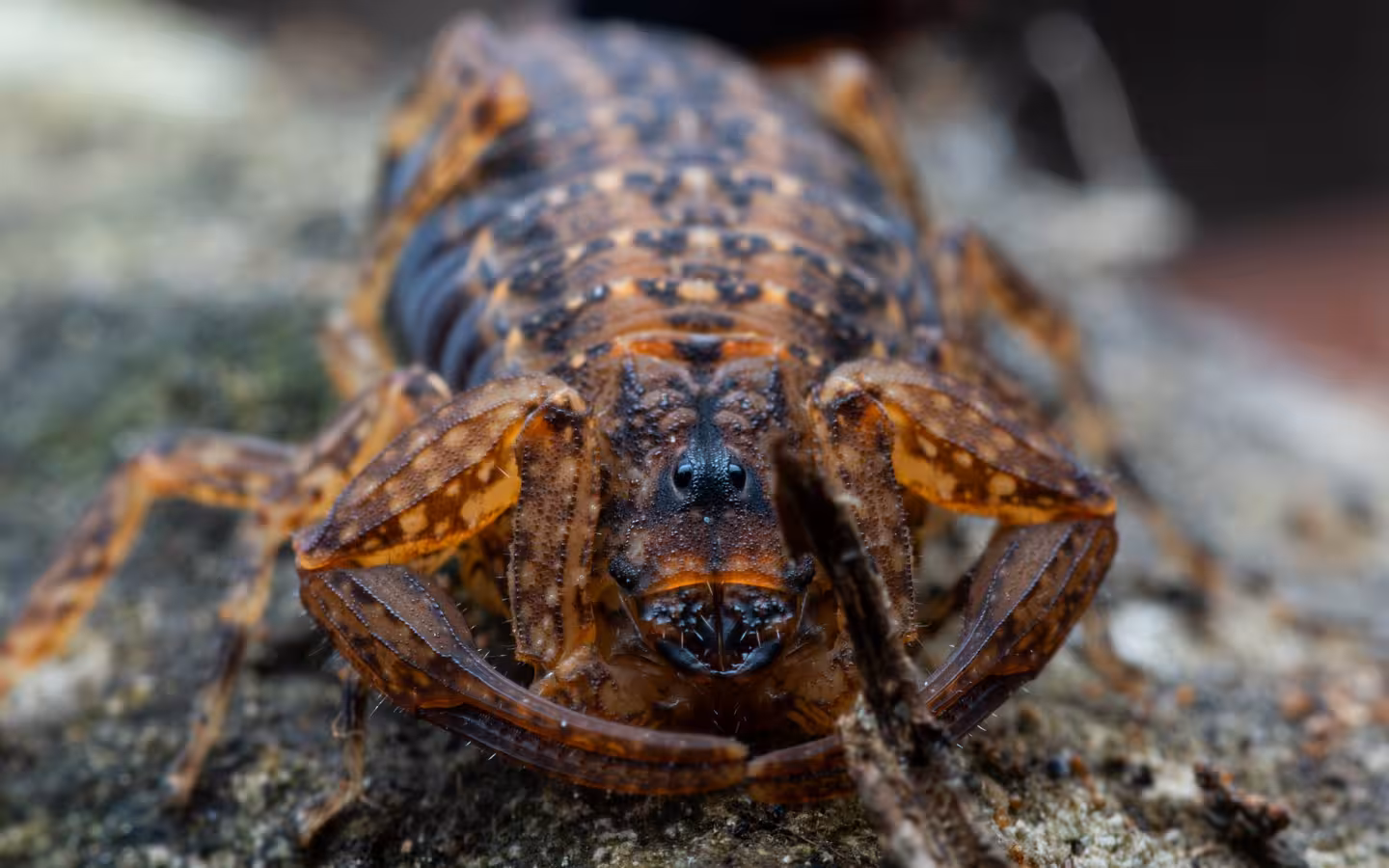 A Tityus colombianus scorpion faces the camera with pincers raised on rock.