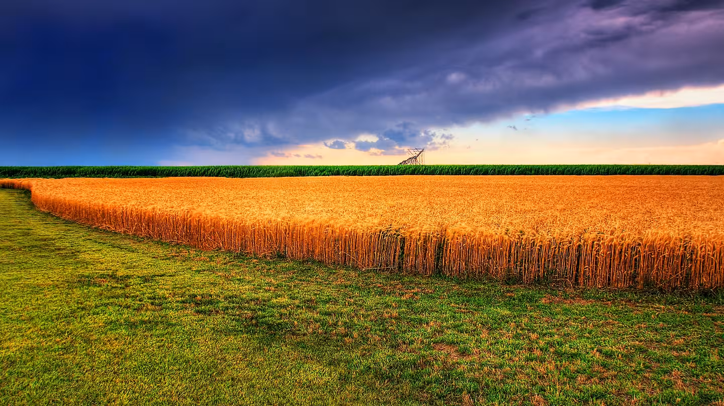 A golden Kansas wheat field beneath dark summer thunderstorm clouds.