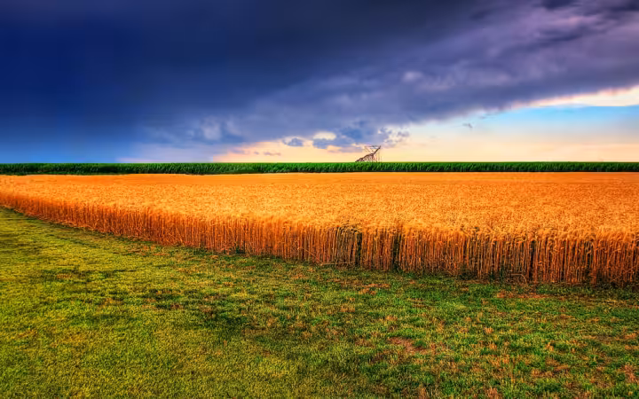 A golden Kansas wheat field beneath dark summer thunderstorm clouds.