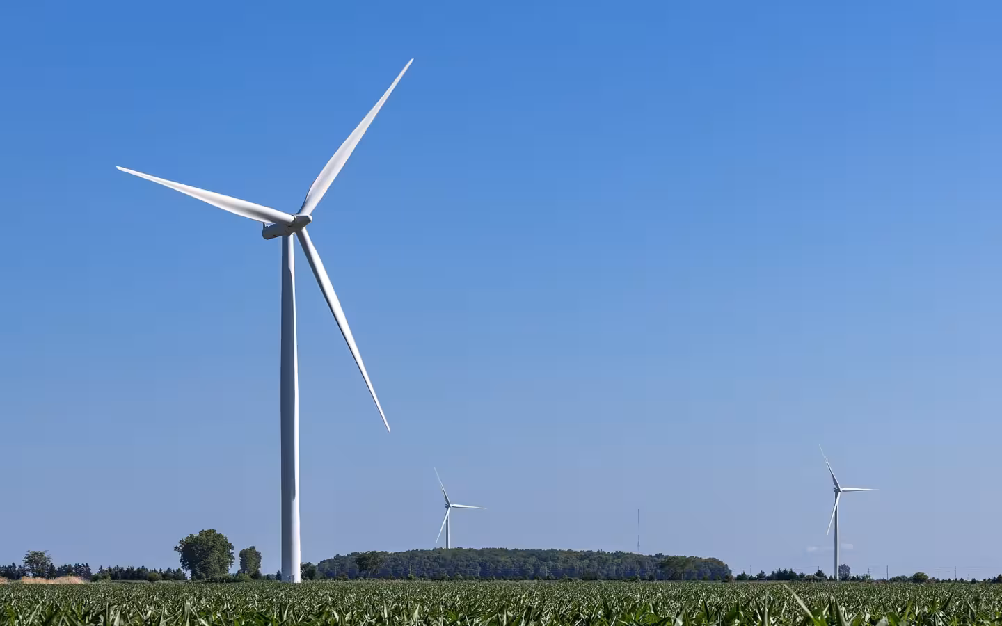 Three wind turbines rise above a cornfield in Essex County, Ontario.
