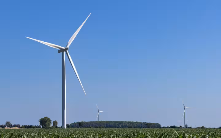 Three wind turbines rise above a cornfield in Essex County, Ontario.